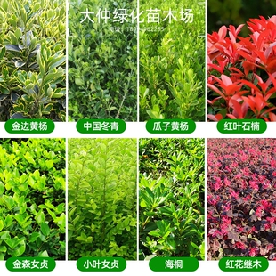 金边瓜子黄杨树苗金森小叶女贞冬青苗红叶石楠海桐红花继木绿化带