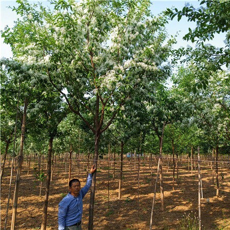 流苏小苗流苏苗流苏树苗嫁接桂花母本油根子高杆庭院风景树造型树
