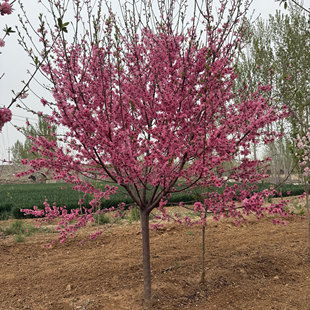 洒金 菊花 龙柱碧桃庭院风景树地栽绿花树苗基地直发