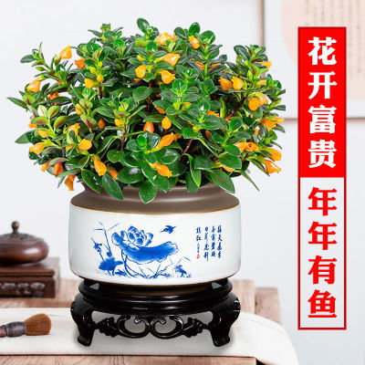 【带花苞】金鱼花吊兰室内花卉盆栽绿植办公植物好养开花四季常青
