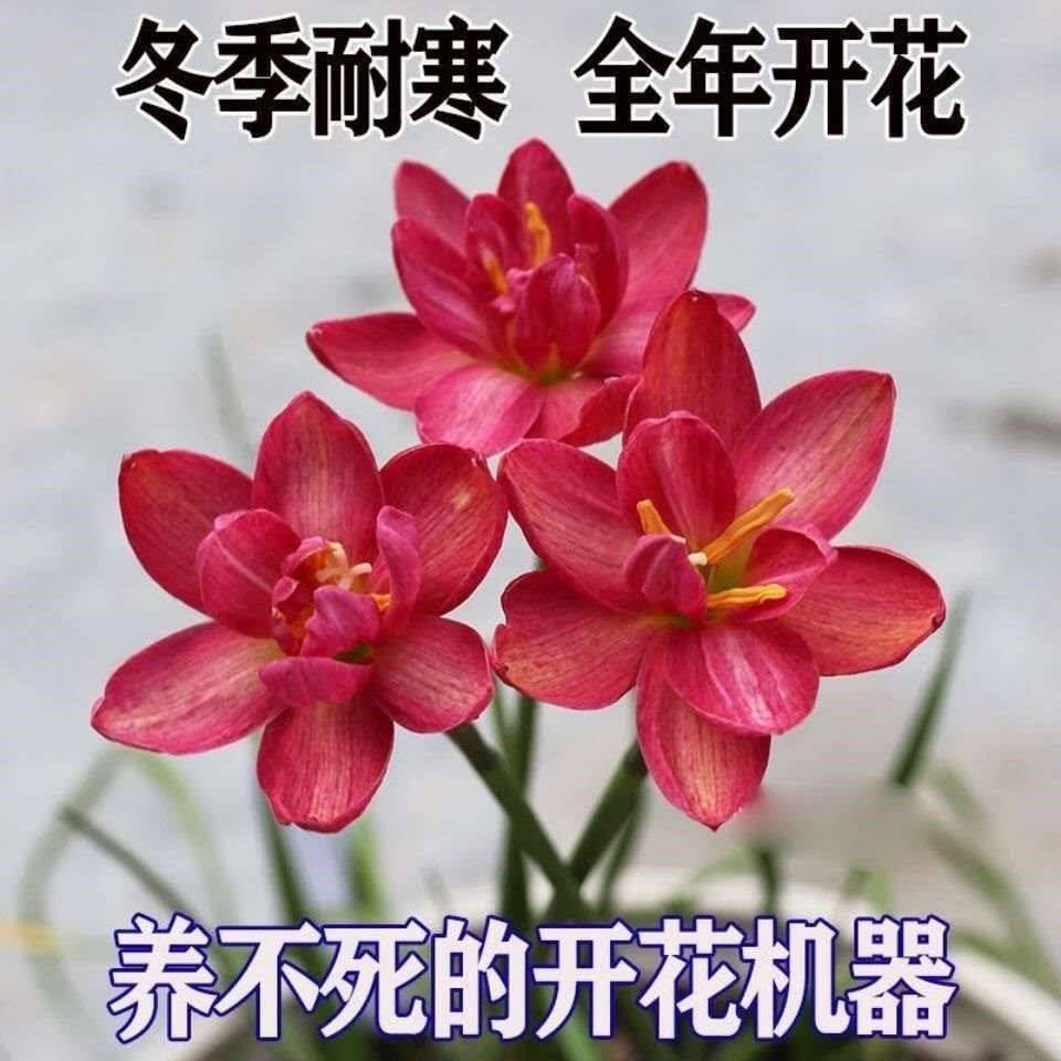 冬天不怕冷的花耐寒耐冻花卉花草植物盆栽室内四季好养风雨兰种球