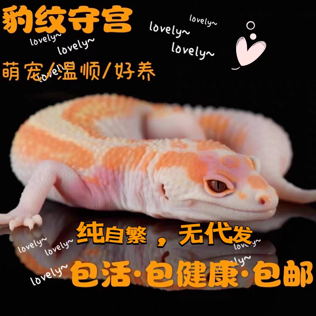 豹纹守宫人工繁育成体亚成苗子无毒不咬可爱温顺蜥蜴网红大眼肥尾