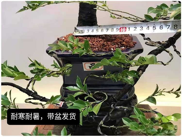 小叶紫檀盆景树桩植物花卉盆栽办公室绿植阳台黑骨茶树苗四季常青