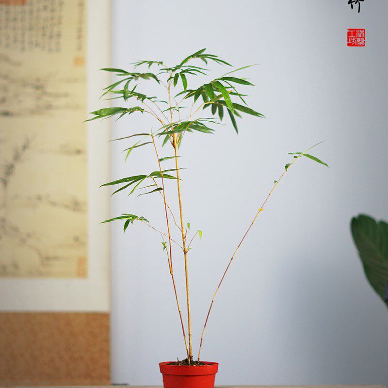红竹桌面盆栽绿植红寒竹观音竹米竹书房阳竹盆景办公室内好养花卉