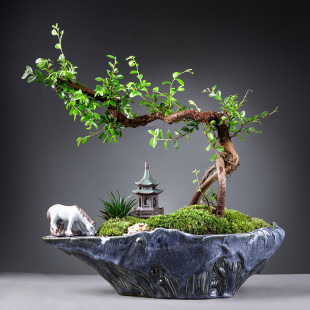 老桩怪桩树桩造型盆景室内家居大植物艺术盆栽送礼 小叶榆树悬崖式