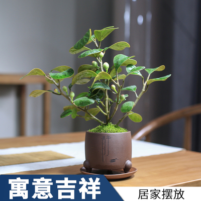 小盼菩提盆栽室内花卉带果好养植物办公室桌面绿植老桩菩提树盆景