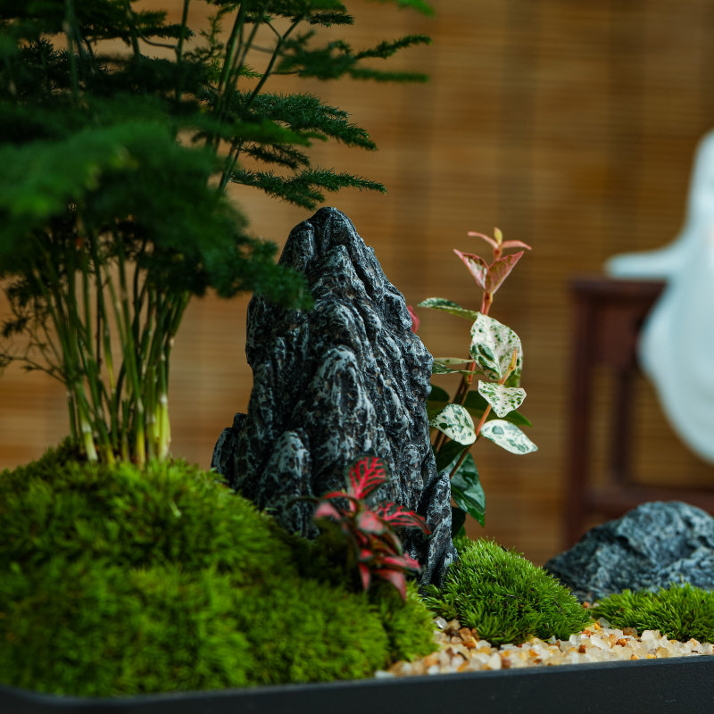 二重山文竹禅意微景观花卉绿植新中式装饰摆件茶桌办公室小盆景