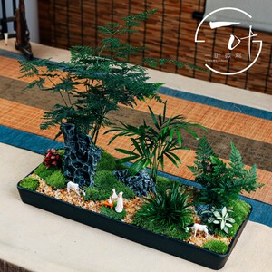 文竹微景观之花雨弄室内办公室花卉绿植物盆栽四季常青盆景防辐射