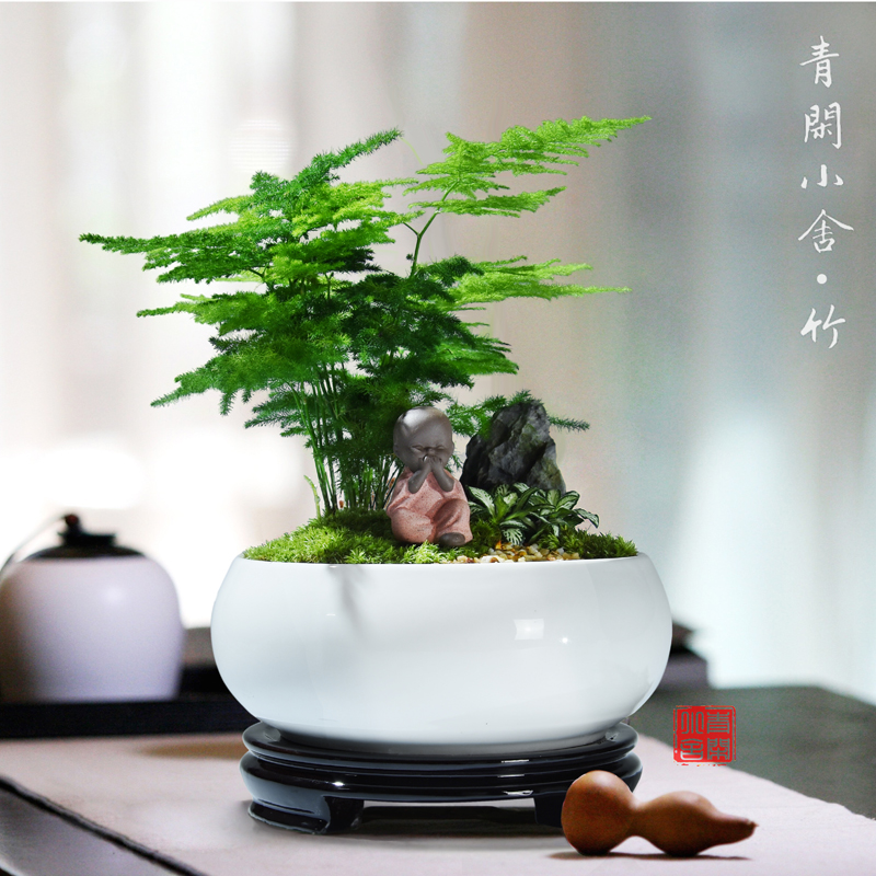 文竹盆栽禅意盆景绿植创意室内小植物净化空气四季常青云竹小盆栽