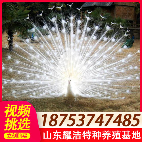 孔雀幼苗价格 孔雀幼苗图片 星期三