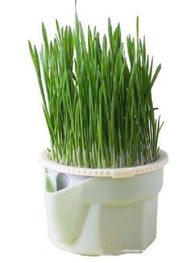 Grass Cultivation Cup with Soilless Cultivation