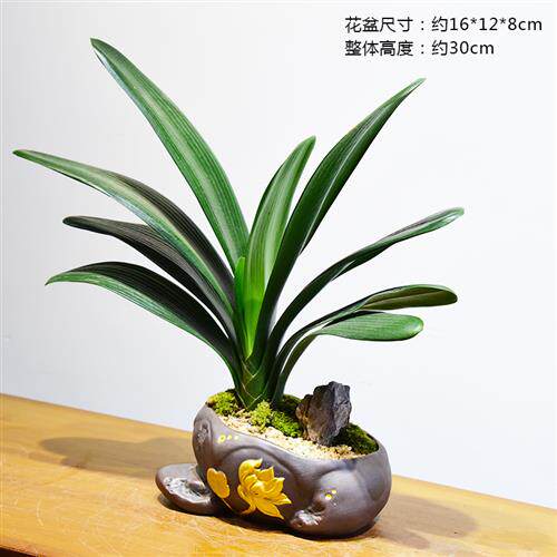 君子兰盆景客厅办公室内花卉绿植桌面观叶植物摆件四季常青好养