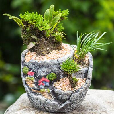 地养熟桩绿植卷柏办公室桌面微小型盆景栽九死还魂草假山植物包邮