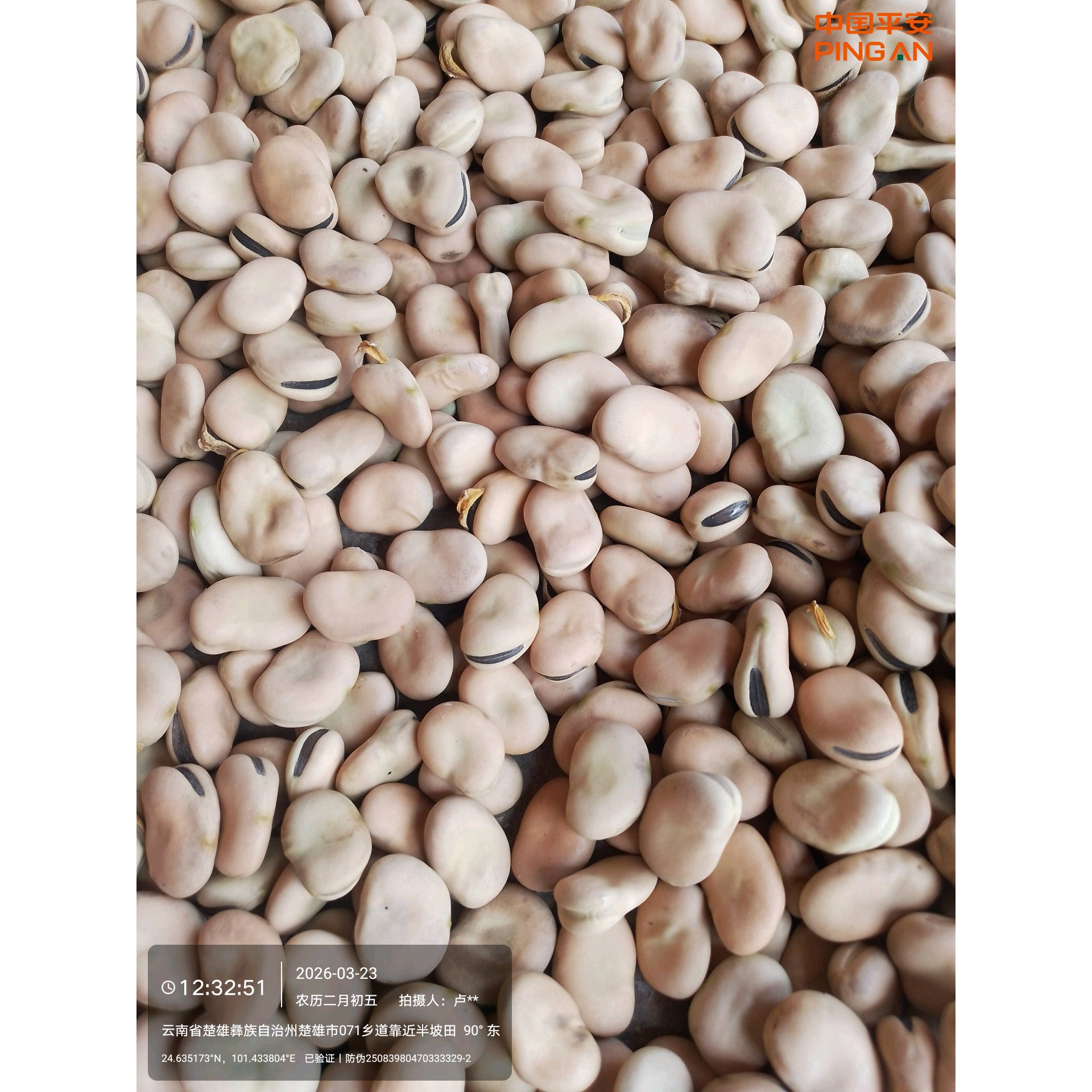云南新鲜蚕豆新鲜带壳青豆荚现摘胡豆新鲜蔬菜