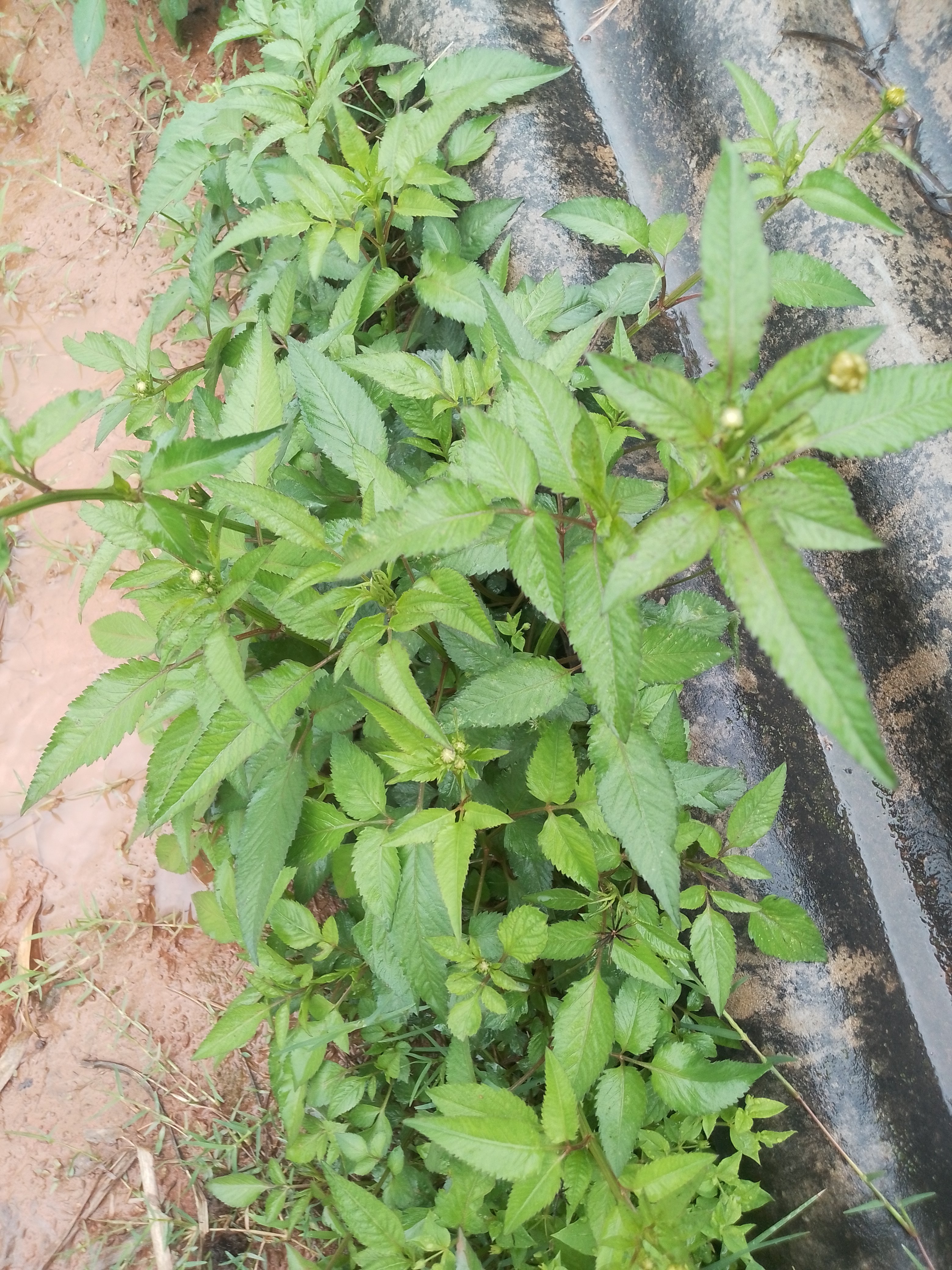 鬼针草鬼钗草虾钳草蟹钳草对叉草粘人草豆渣草三叶归真草中药材