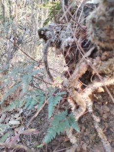 正品白毛蛇草药白毛蛇白毛骨碎补阴石蕨老鼠尾毛尼子石蚕