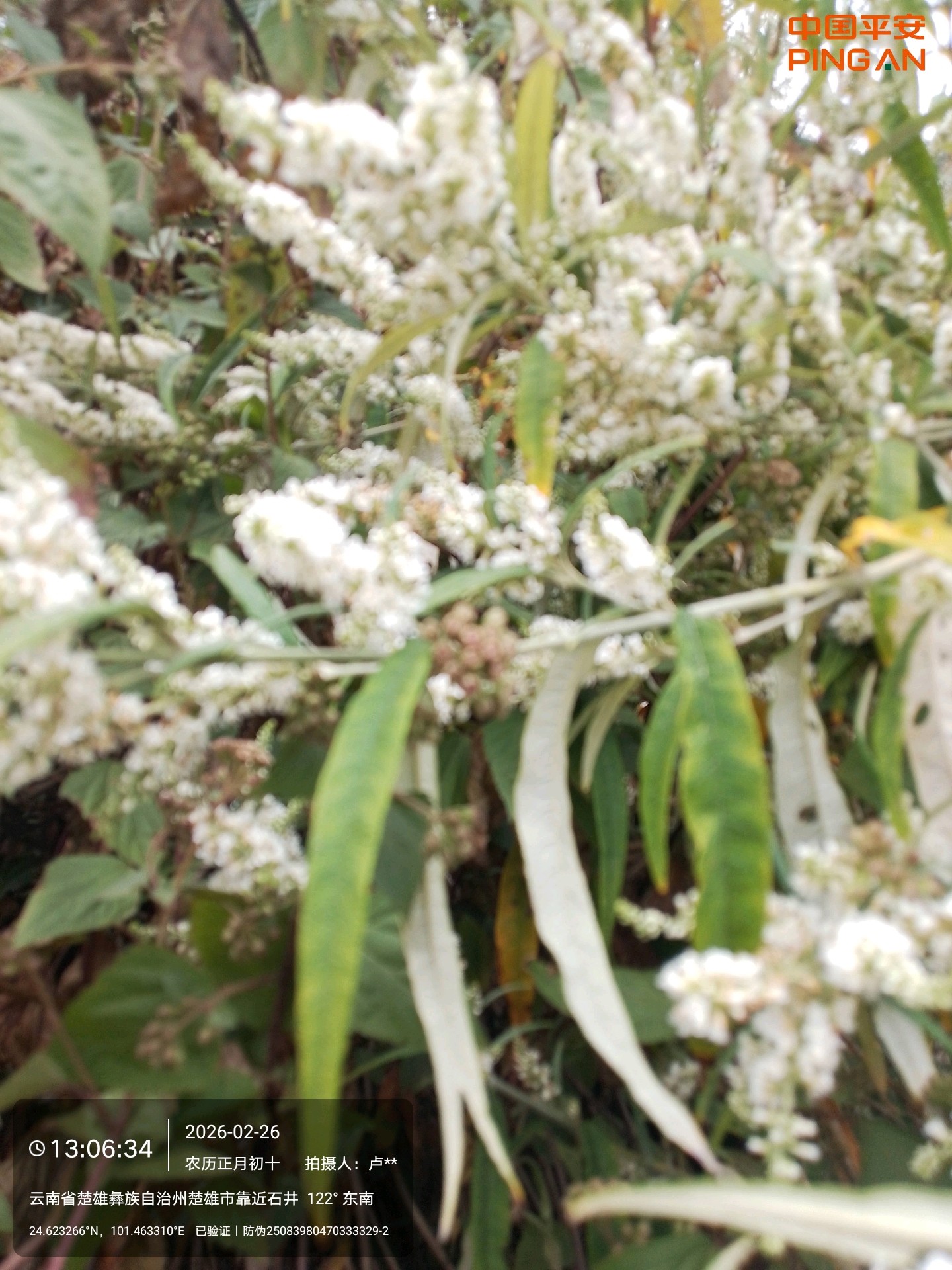 云南野生新鲜白背枫独叶埔背枫驳骨丹独叶埔姜白鱼白花洋白叶火草