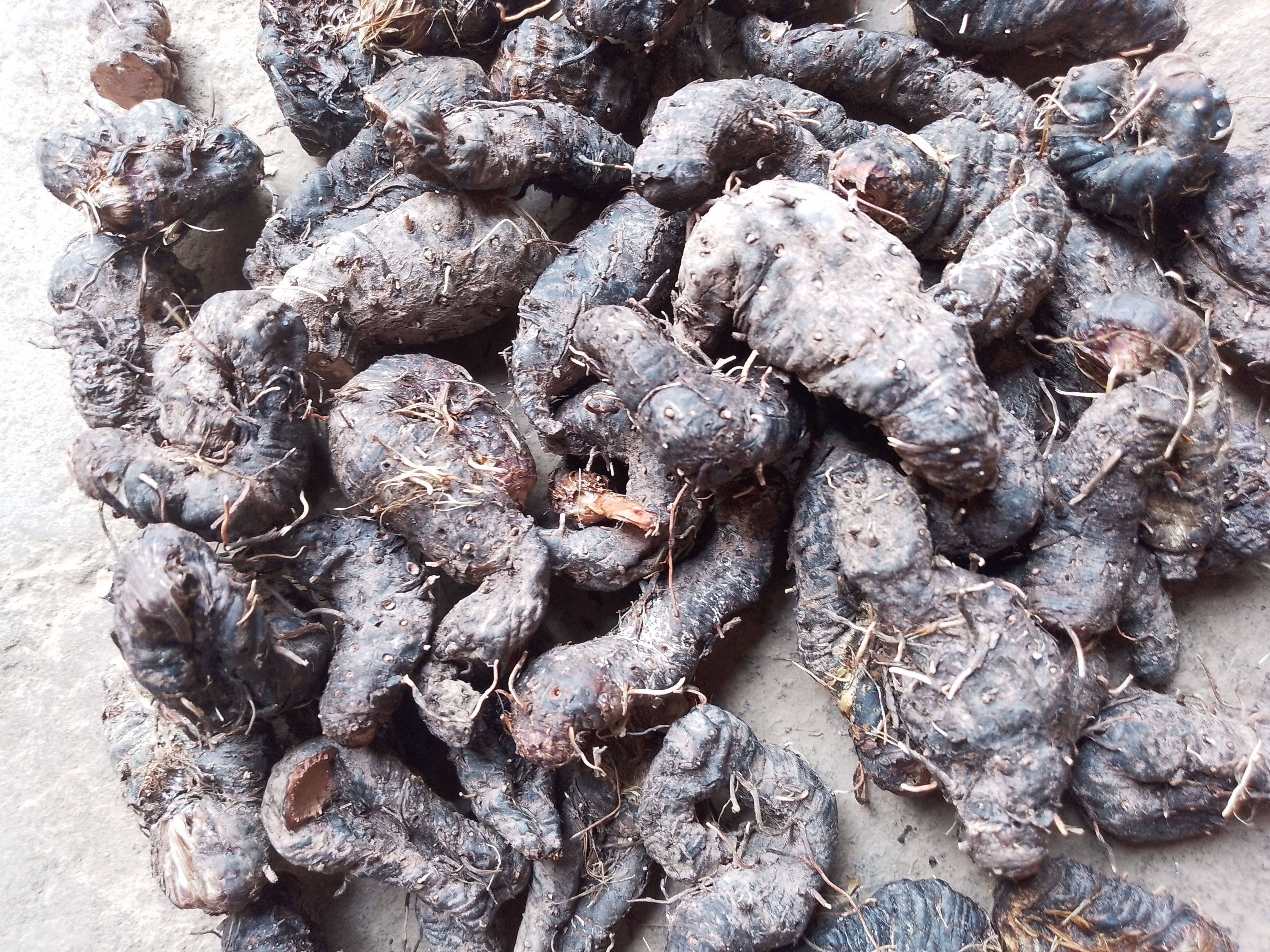 云南中药材草血竭 地 老腰弓 地蜂子正宗中药材