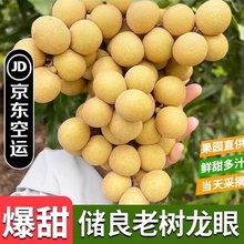 京东空运龙眼5斤新鲜当季大果礼盒装储良石硖高州桂圆新鲜不泡水