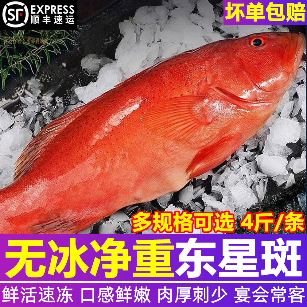 深海东星斑燕尾斑冷冻整箱顺丰