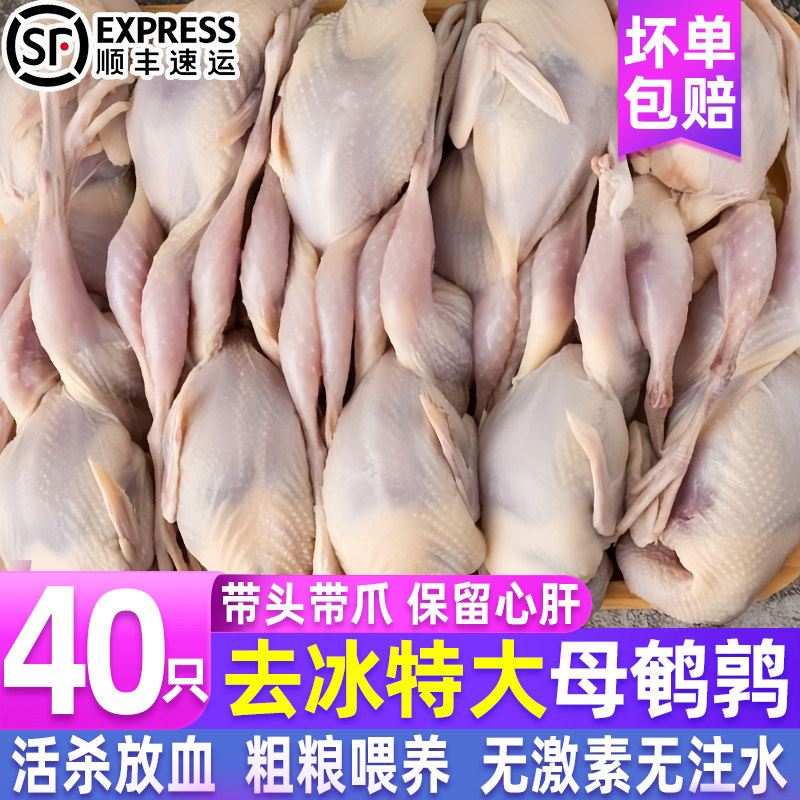 鹌鹑新鲜特大母鹌鹑肉冷冻活体现杀白条炖汤烧烤生骨肉整箱顺丰