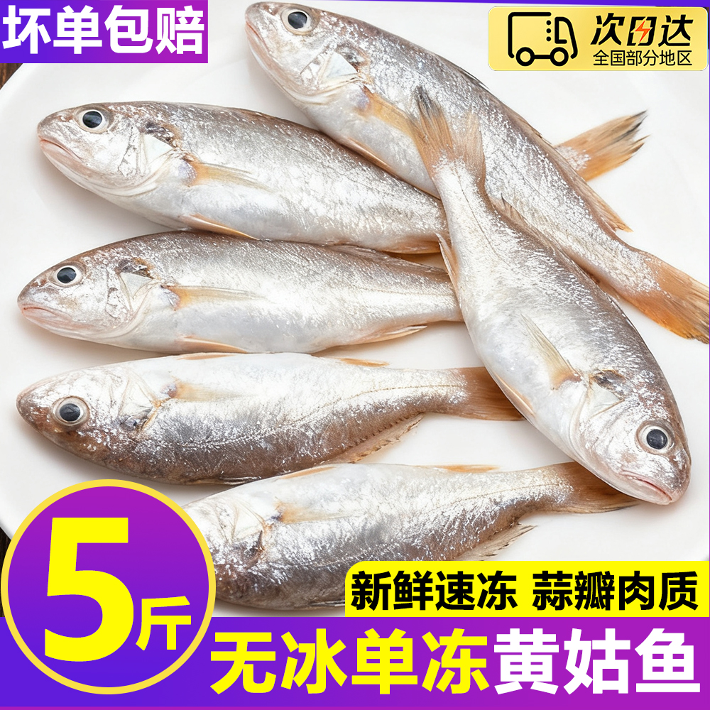新鲜黄姑鱼鲜活冷冻小海鱼