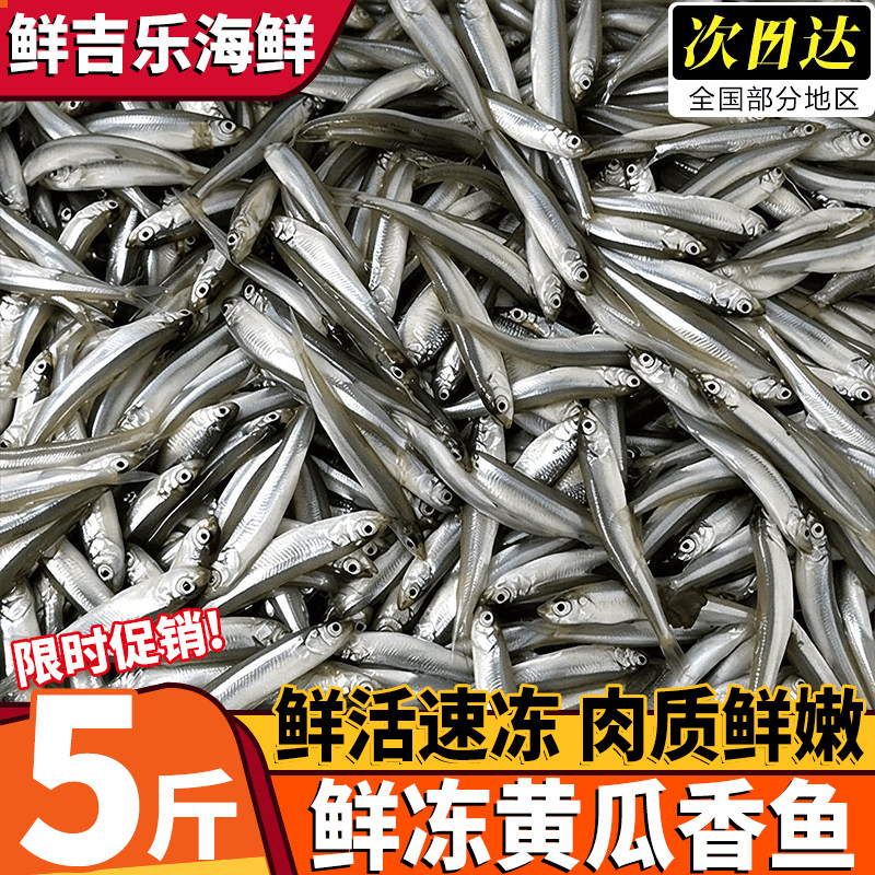 东北无冰黄瓜香鱼速冻无小刺