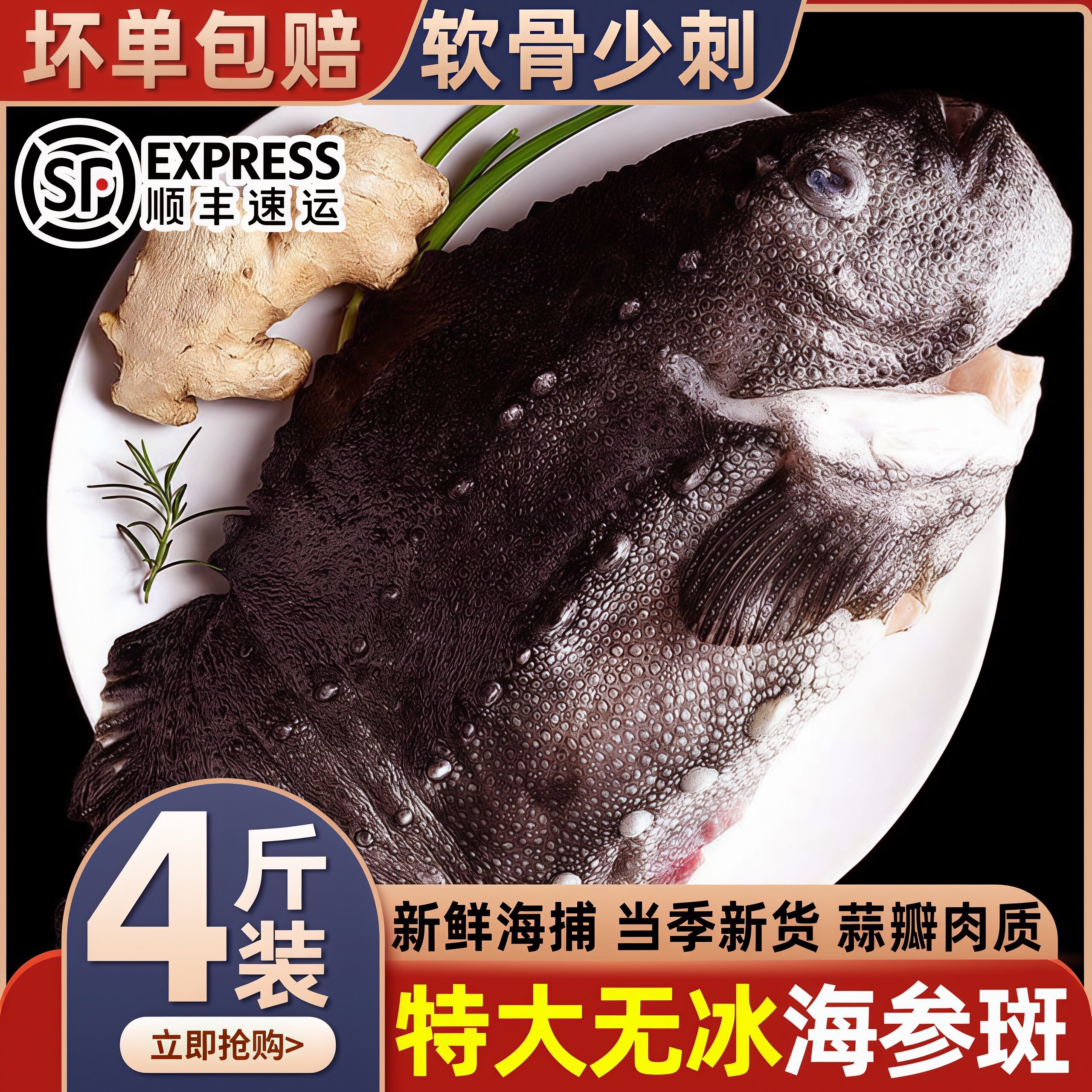 新鲜海参斑鱼4斤左右进口冰岛海参斑鱼石斑鱼胶原蛋白鱼年货批发