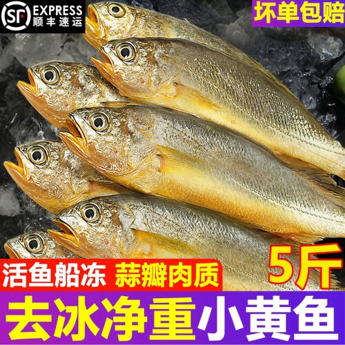 新鲜冷冻小黄花鱼5斤整箱顺丰