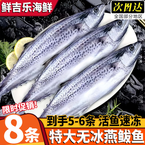 青岛海捕新鲜冷冻燕鲅鱼