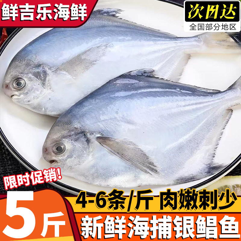 青岛海捕新鲜冷冻特大银鲳平鱼