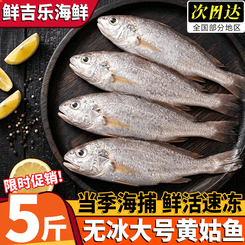 印度进口冷冻无冰黄姑鱼
