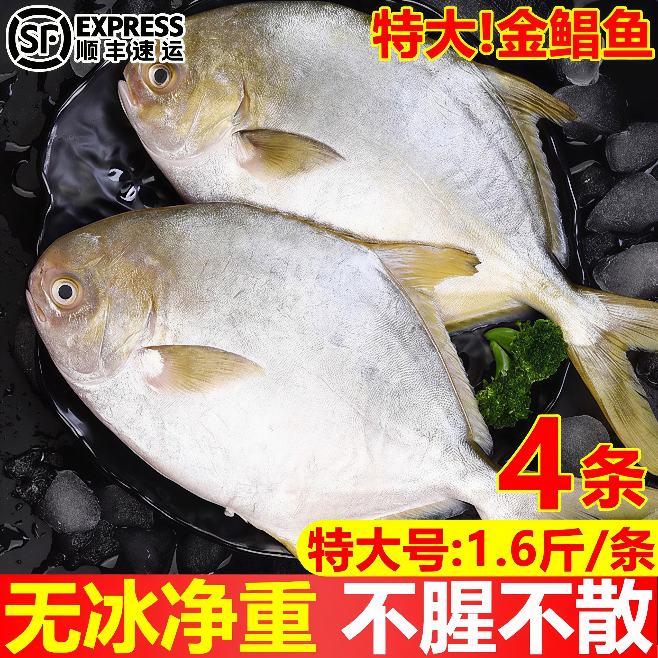 新鲜冷冻特大金鲳鱼海鱼