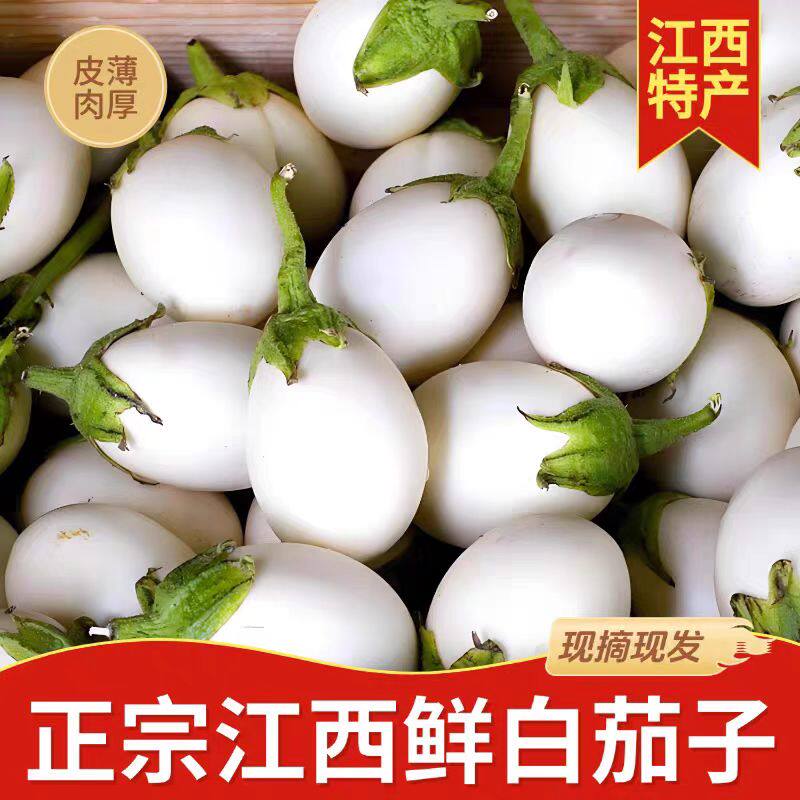 江西鄱阳特产农家自种新鲜蔬菜白茄子圆茄子白皮茄子现摘