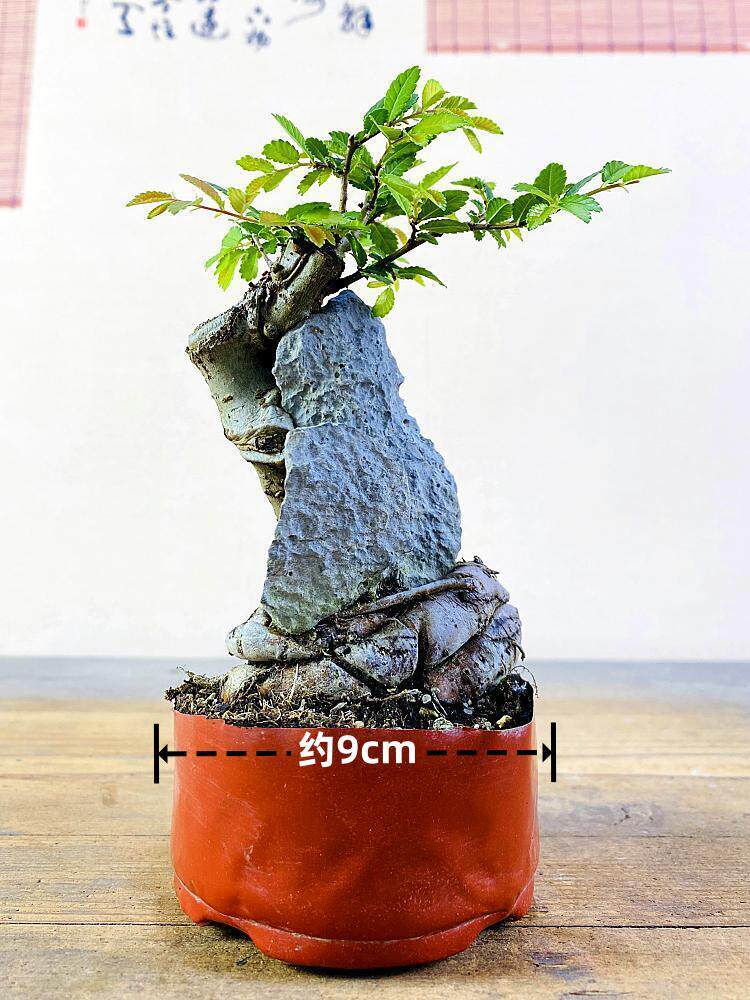 抱石小叶榔榆附石榆树盆景窗台阳台办公桌茶台趣味植物绿植盆栽