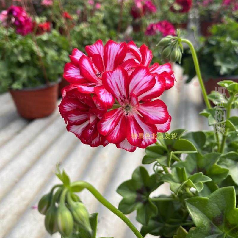 垂吊阳台庭院花卉色复#花苞窗台盆栽天竺葵色带重瓣糖果四季花卉