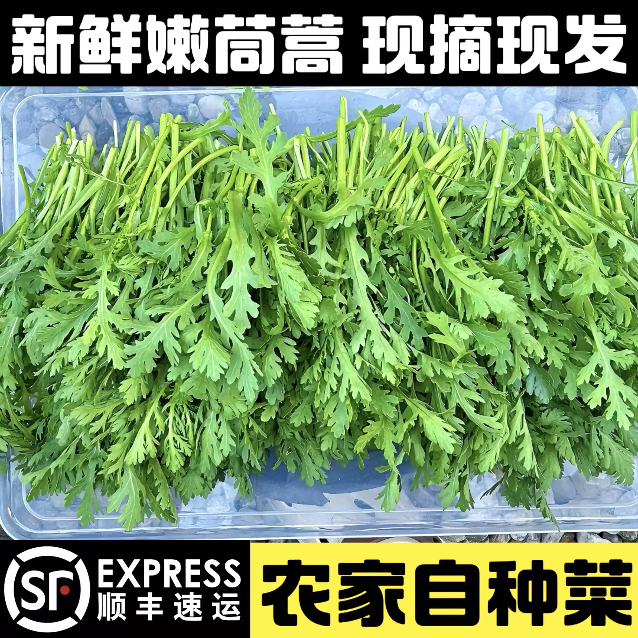 顺丰新鲜茼蒿菜现摘蓬蒿农家皇帝菜蒿子带根整颗嫩叶菊花菜火锅