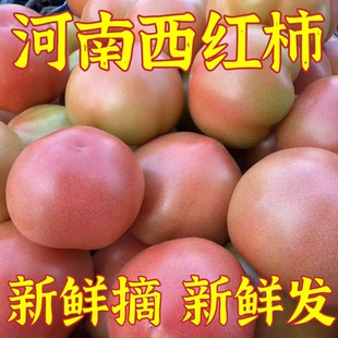 新鲜番茄老品种沙瓤孕妇水果沙瓤西红柿子自然熟新鲜生吃粉番茄蔬