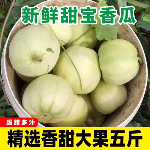 甜宝甜瓜白皮小香瓜5斤