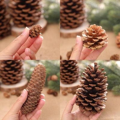 18 to 2cm Natural Pine Cones Christmas Pinecones Fall Hallow