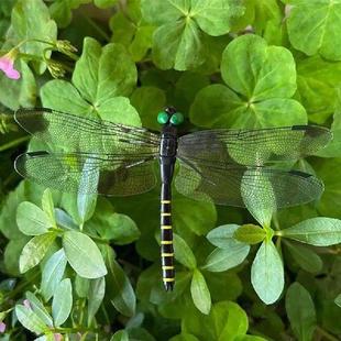 For Dragonfly Hat Outdoor Artificial Clip Stakes