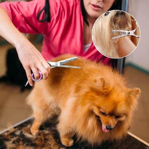 Pcs Stainless Steel Pet Dogs Grooming Scissors Cat Hair