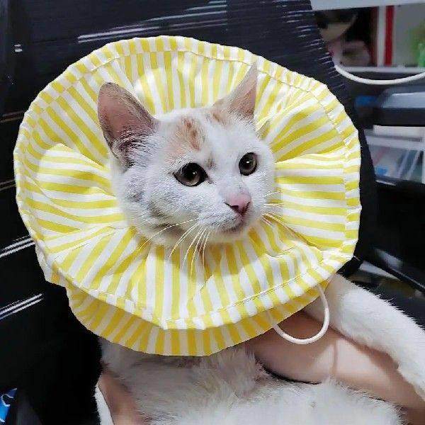 Cozy Anti-bite toperative Recovery Wound Healing Collar