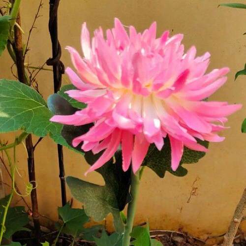 2pcs Solar Chrysanthemum Lamp LED Solar Light Outdoor