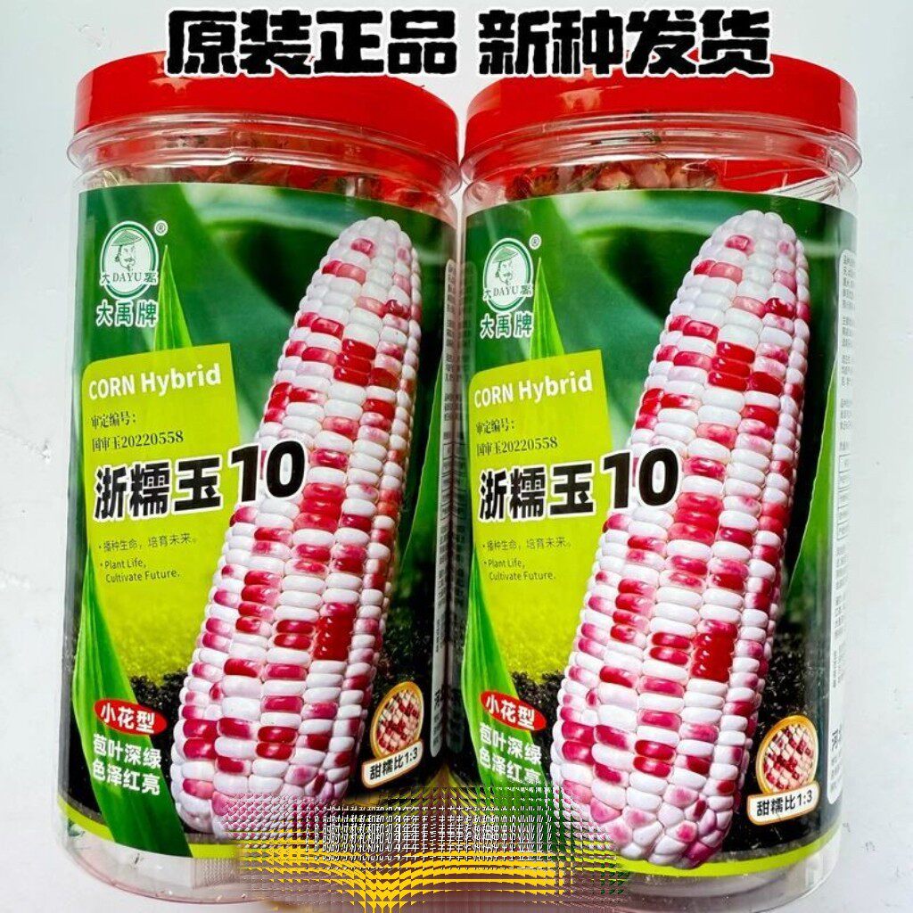 浙糯玉10号彩甜糯玉米种子早熟花色彩色甜糯大棒软粘花粒甜玉米籽