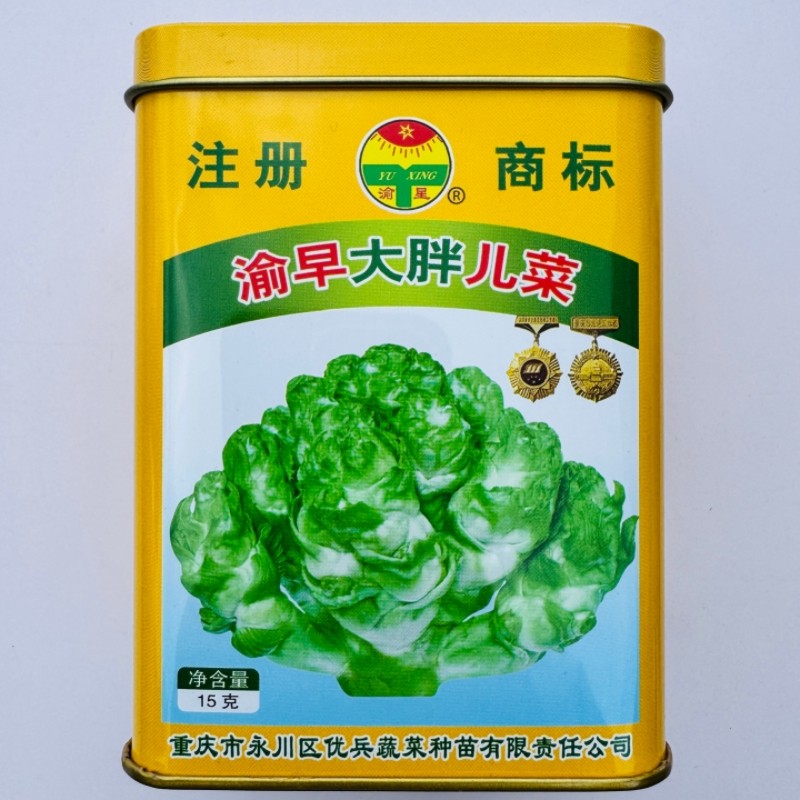 渝早大胖儿菜种子农家菜园秋播耐寒丰产大头菜腌制泡菜种籽蔬菜孑