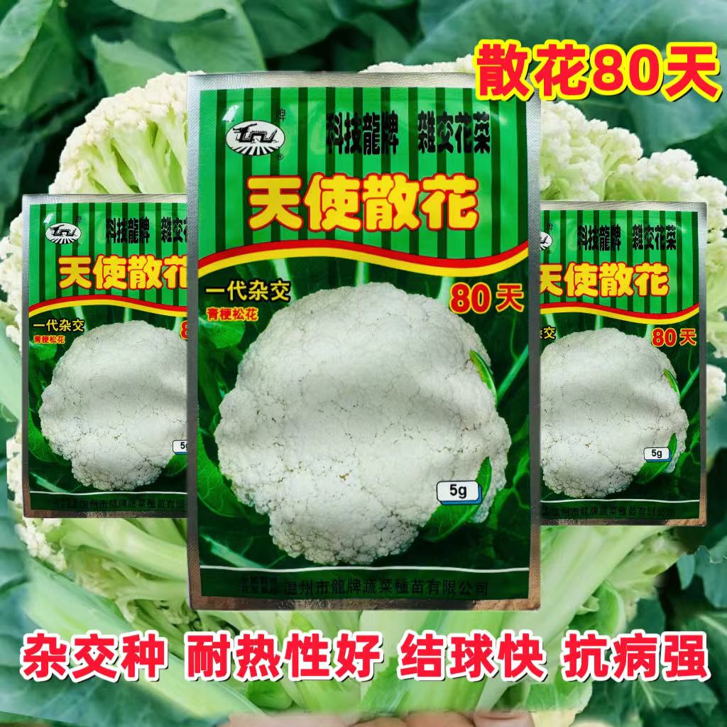 龙牌天使散花80菜种子株