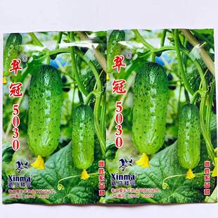 翠冠5030黄瓜种子嫩绿皮口感好一代杂交新品种黄瓜种籽春秋季播种