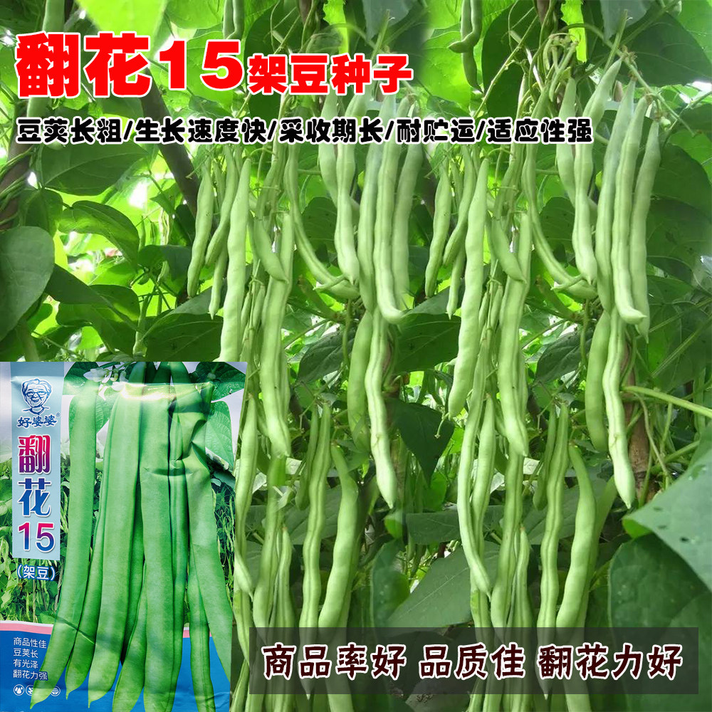 翻花15架豆种子早中熟高
