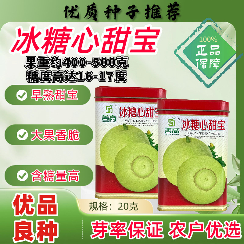 冰糖心甜宝甜瓜种子大果香脆早熟含糖量高圆形薄皮香瓜大田基地种